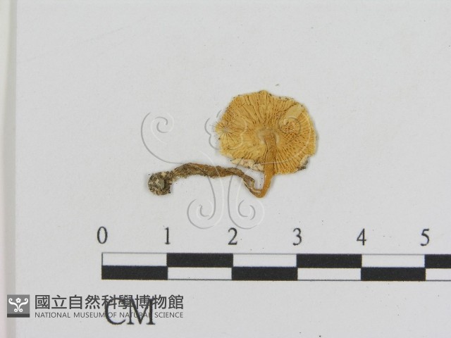 登錄號:F0005646藏品圖，第3張