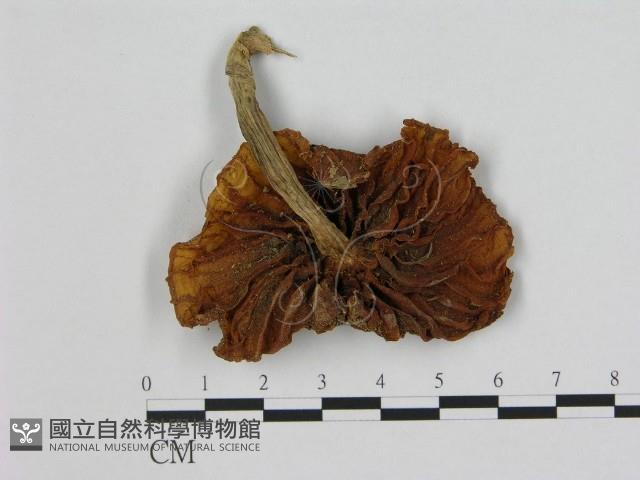 登錄號:F0015646藏品圖，第3張