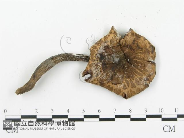 傘菌屬藏品圖，第3張