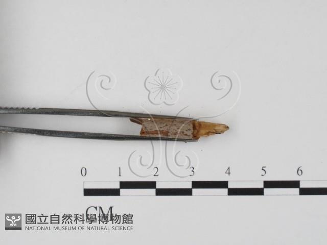 登錄號:F0019646藏品圖，第3張