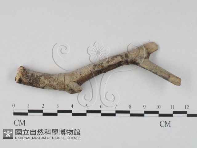 登錄號:F0023646藏品圖，第3張