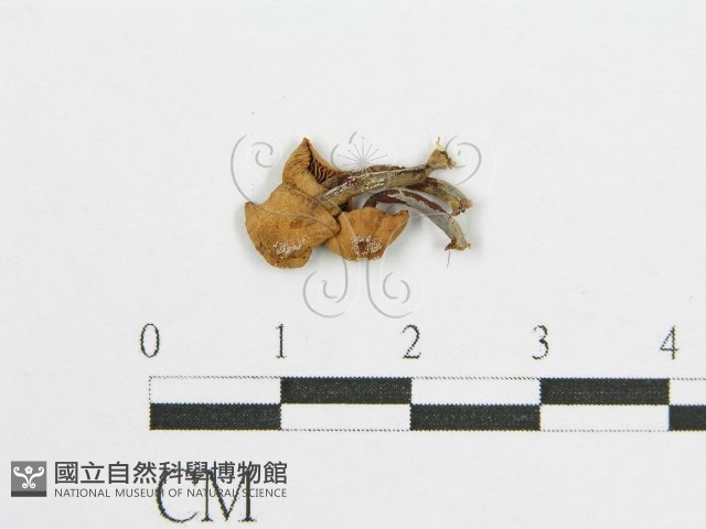 登錄號:F0003646藏品圖，第3張