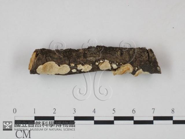 登錄號:F0013646藏品圖，第3張