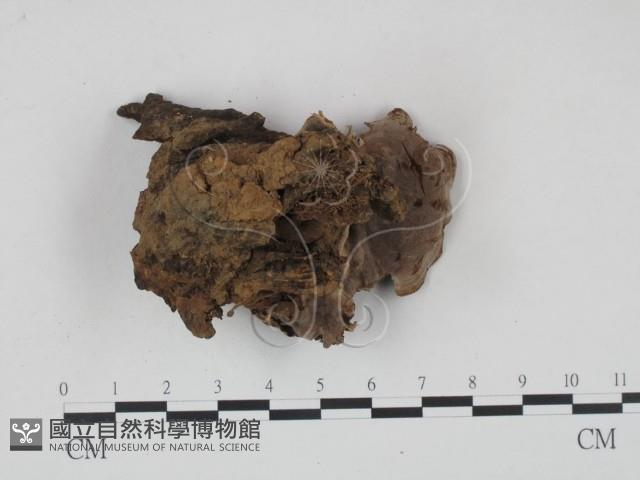 登錄號:F0008446藏品圖，第3張