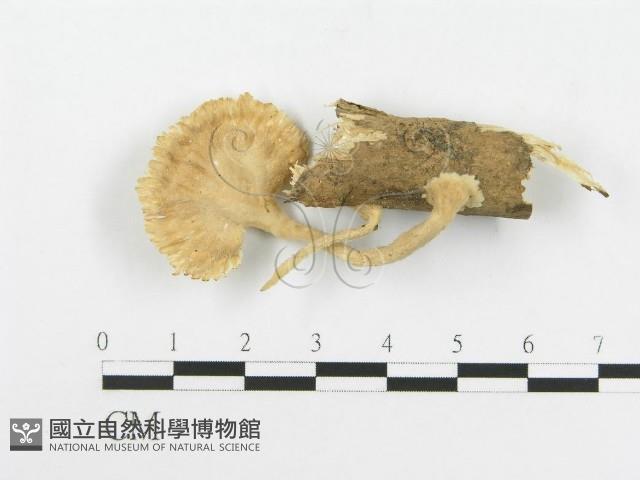 波邊革菌屬藏品圖，第3張