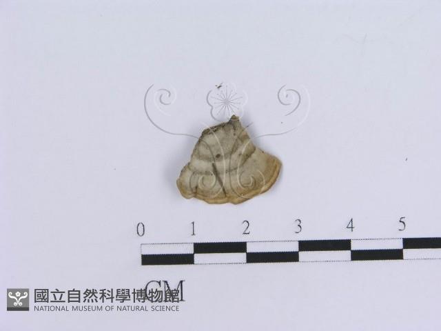登錄號:F0000446藏品圖，第3張