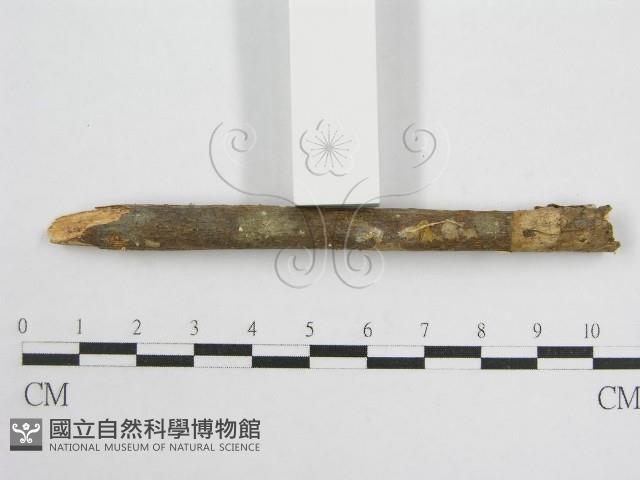 微皮傘屬藏品圖，第3張