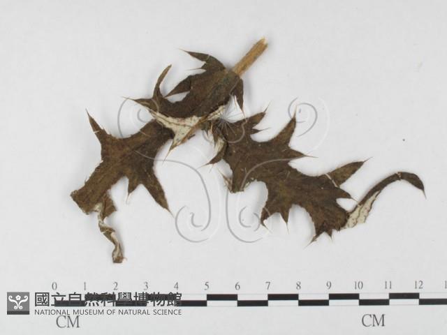 登錄號:F0026446藏品圖，第1張