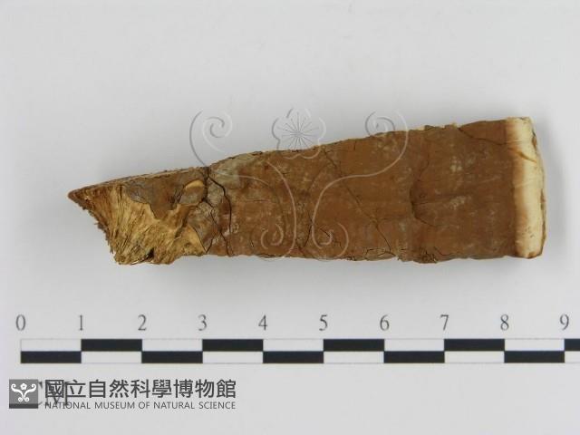 登錄號:F0006446藏品圖，第3張