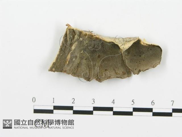 煙管菌藏品圖，第4張