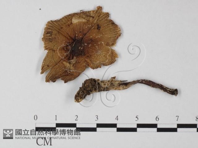 登錄號:F0004446藏品圖，第3張