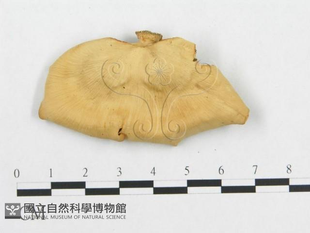 多孔菌屬藏品圖，第3張