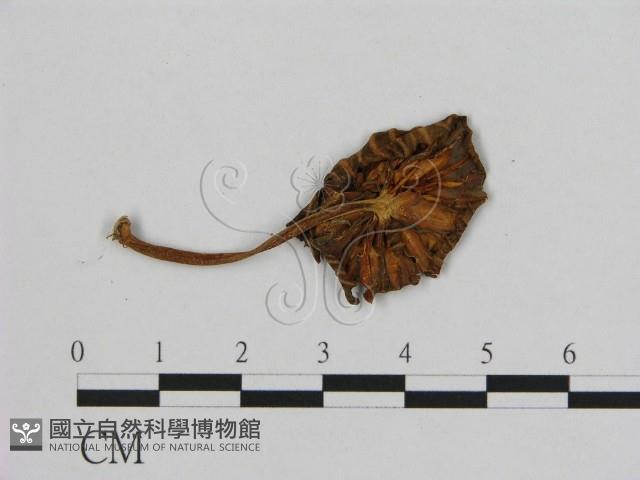 小皮傘屬藏品圖，第3張