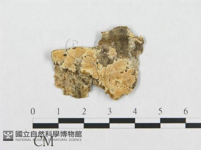 登錄號:F0017446藏品圖，第1張