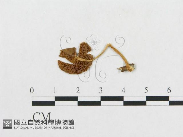 登錄號:F0005446藏品圖，第3張