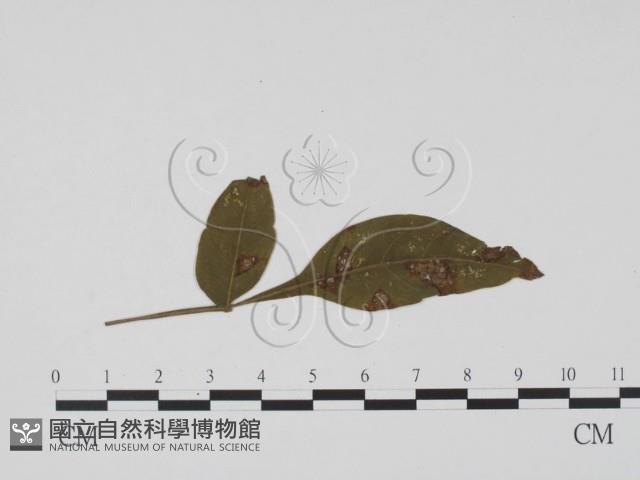 登錄號:F0019446藏品圖，第3張