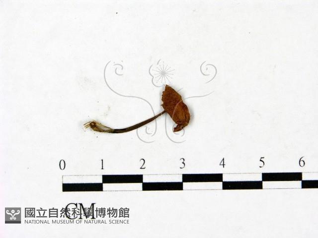 登錄號:F0023446藏品圖，第3張