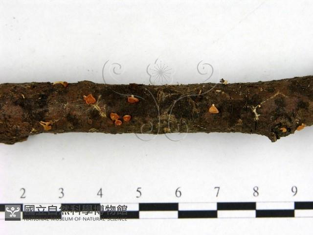 登錄號:F0003446藏品圖，第3張