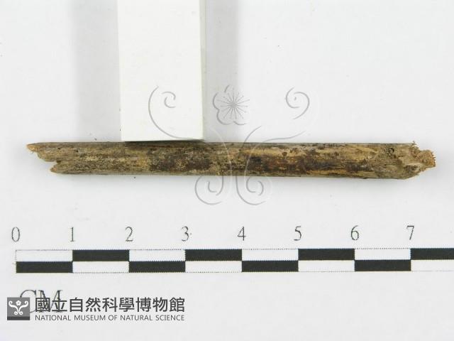 登錄號:F0013446藏品圖，第3張