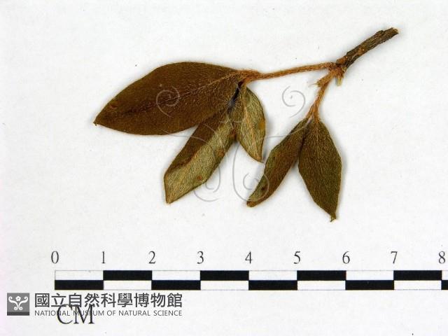 登錄號:F0020746藏品圖，第3張