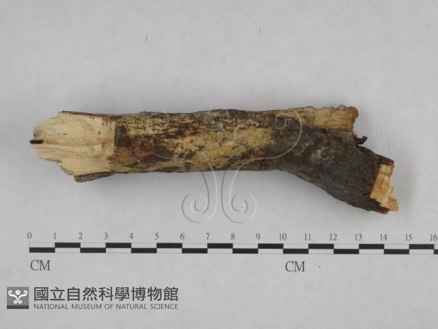 登錄號:F0021746藏品圖，第3張
