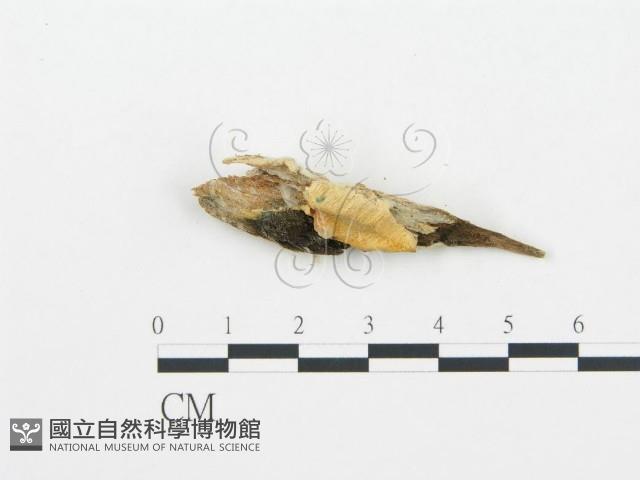 牛樟芝藏品圖，第3張