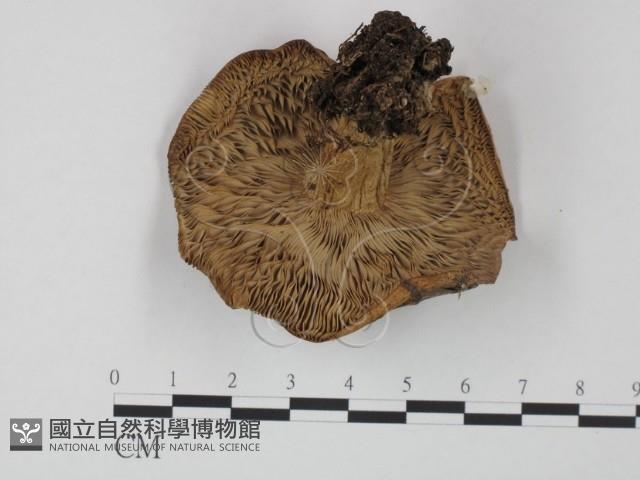 登錄號:F0012746藏品圖，第3張