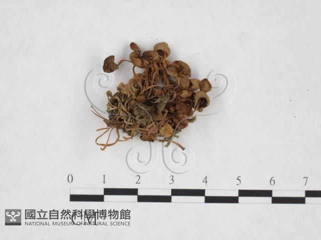 登錄號:F0025746藏品圖，第3張