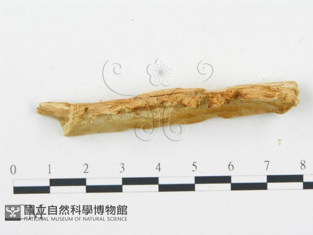 登錄號:F0005746藏品圖，第3張