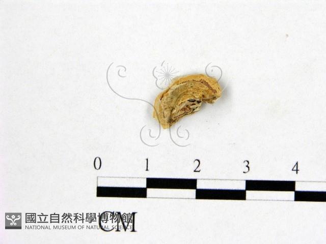登錄號:F0015746藏品圖，第3張