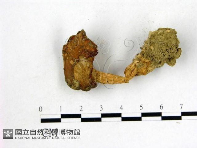 登錄號:F0009746藏品圖，第3張