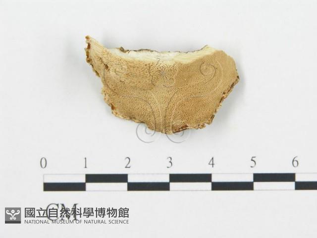 登錄號:F0019746藏品圖，第1張