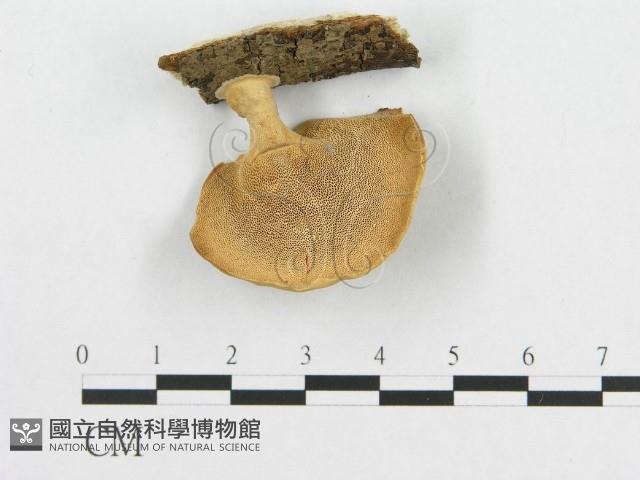 登錄號:F0013746藏品圖，第3張