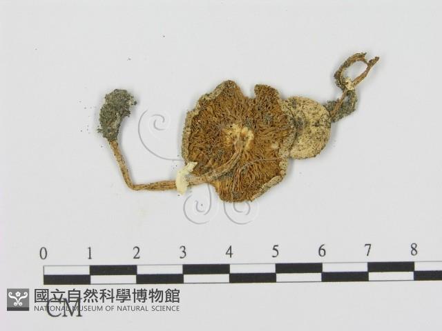 登錄號:F0008546藏品圖，第3張