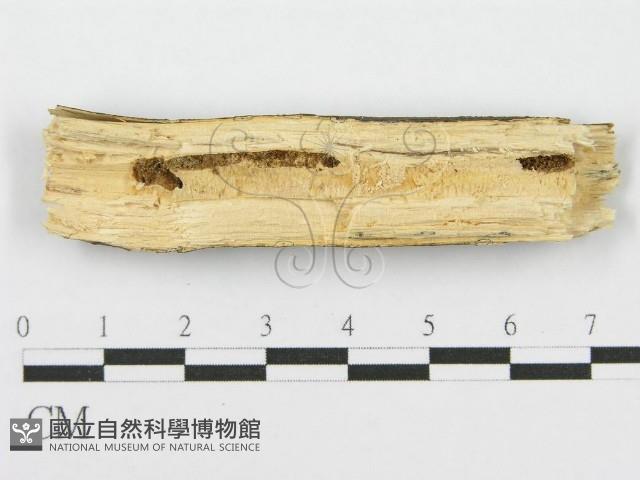 筍殼菌屬藏品圖，第3張