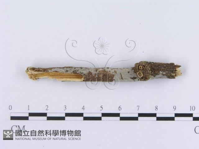 管齒菌屬藏品圖，第3張
