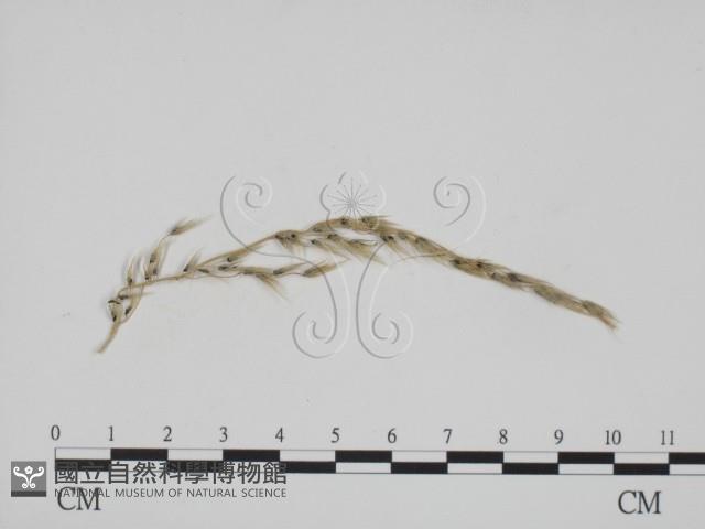 登錄號:F0011546藏品圖，第3張