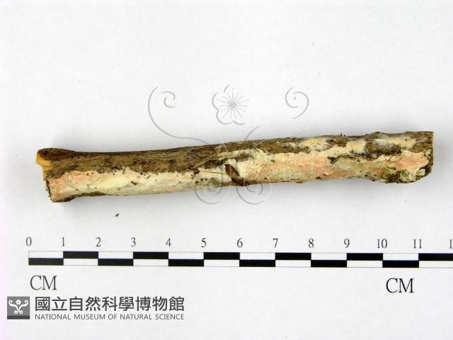 登錄號:F0022546藏品圖，第3張