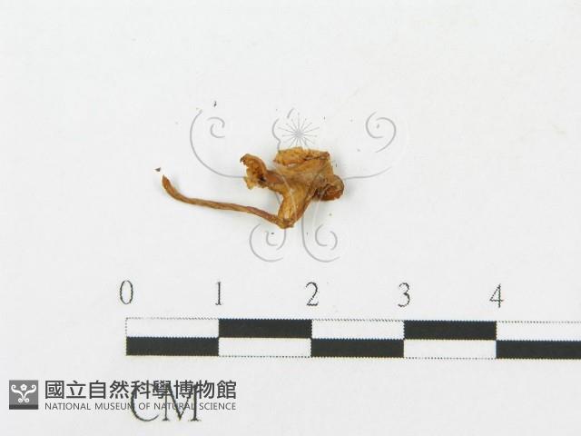 登錄號:F0007546藏品圖，第3張