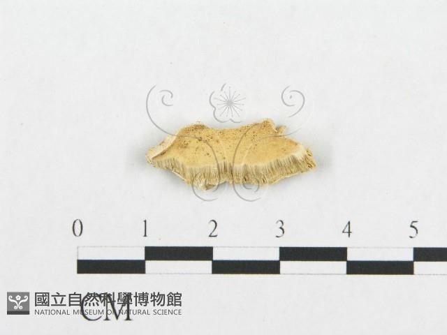 登錄號:F0017546藏品圖，第1張
