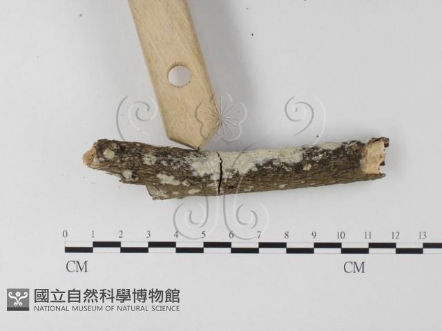 登錄號:F0025546藏品圖，第3張