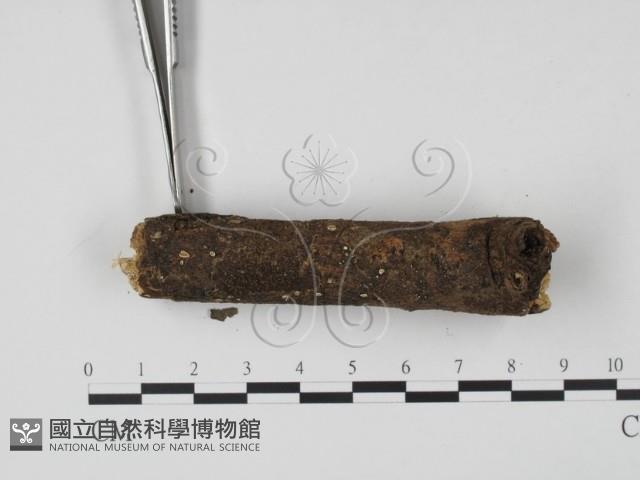 登錄號:F0015546藏品圖，第3張