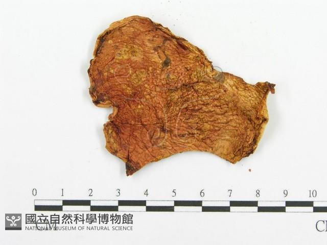 登錄號:F0009546藏品圖，第3張