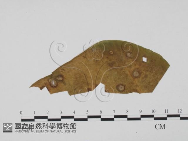 登錄號:F0019546藏品圖，第3張