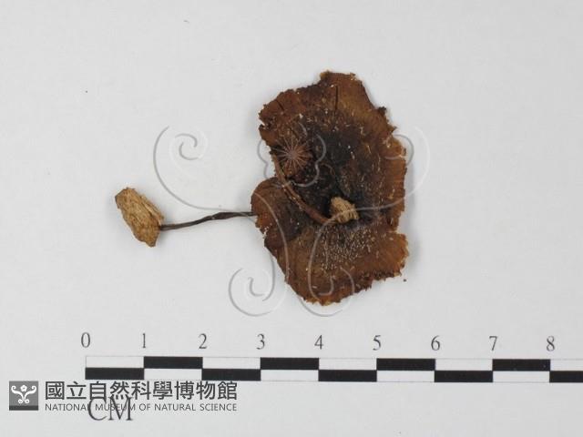 登錄號:F0023546藏品圖，第3張