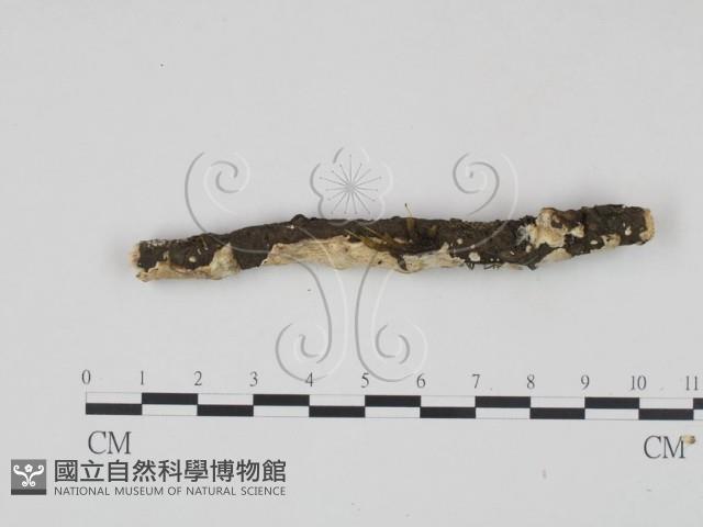 登錄號:F0013546藏品圖，第3張