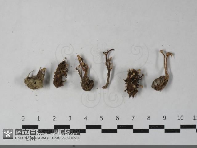 登錄號:F0033546藏品圖，第3張