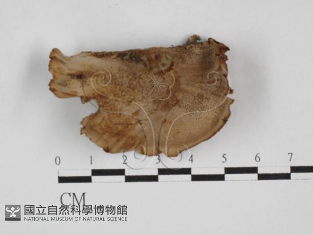 集毛菌屬藏品圖，第3張