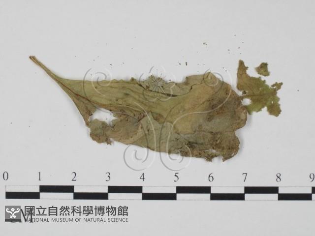 登錄號:F0010146藏品圖，第3張