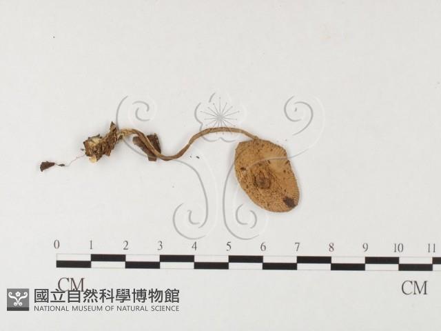 登錄號:F0026146藏品圖，第3張